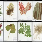 Herbarium Jcb Plant Care Guide