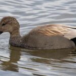 Croton on Hudson to Duck North Carolina by Car — Tips & Best Practices